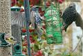 2007-1024_1315_10.2_C_Starlings_&_Goldfinch